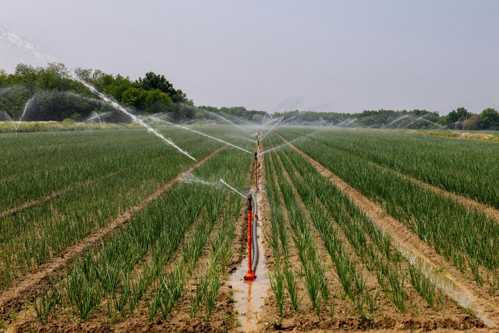 Professional Irrigation Sprinklers