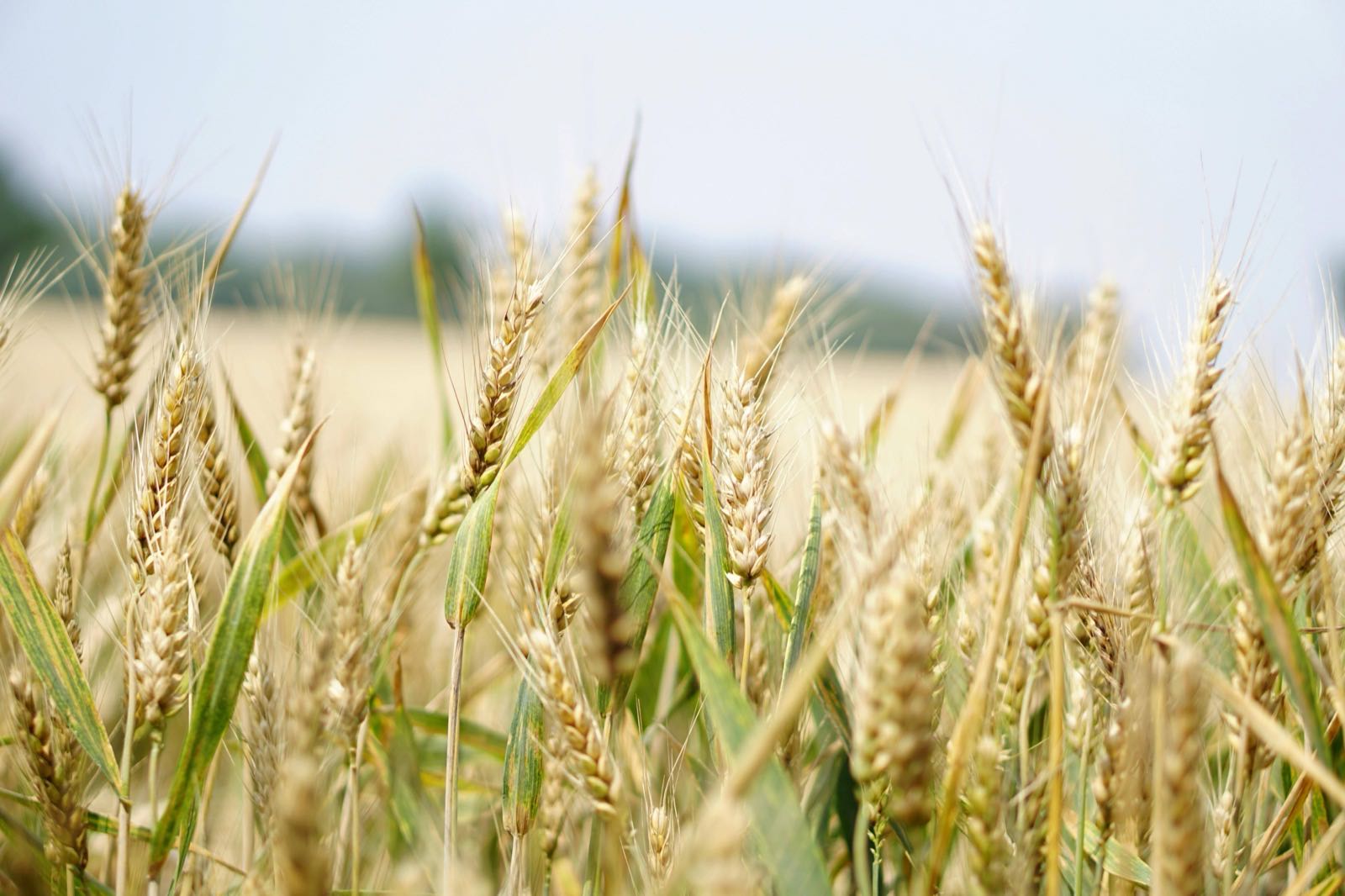Arbre Bio Africa - Precision Agriculture Projects
