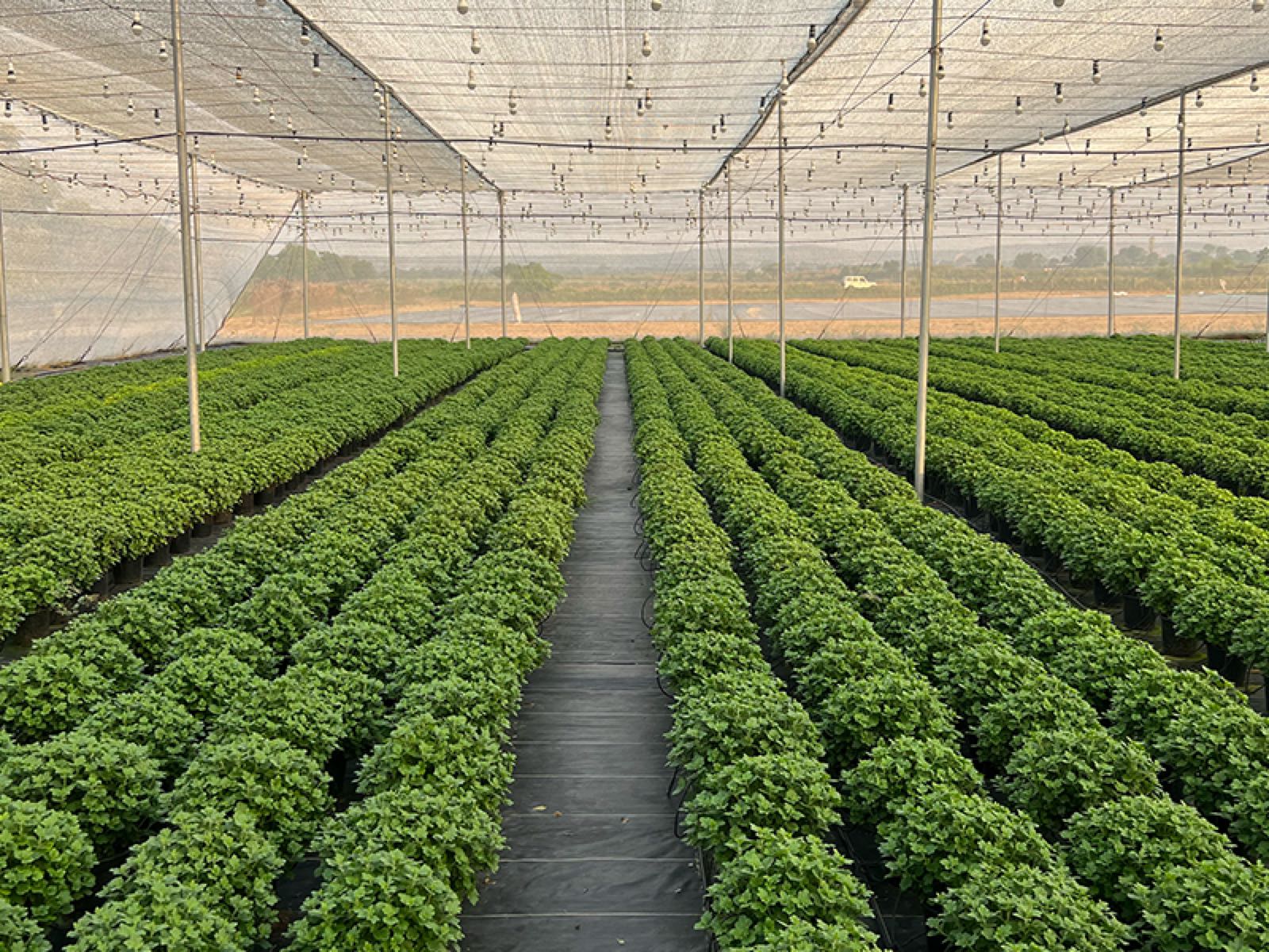High-Tech Greenhouse Solutions