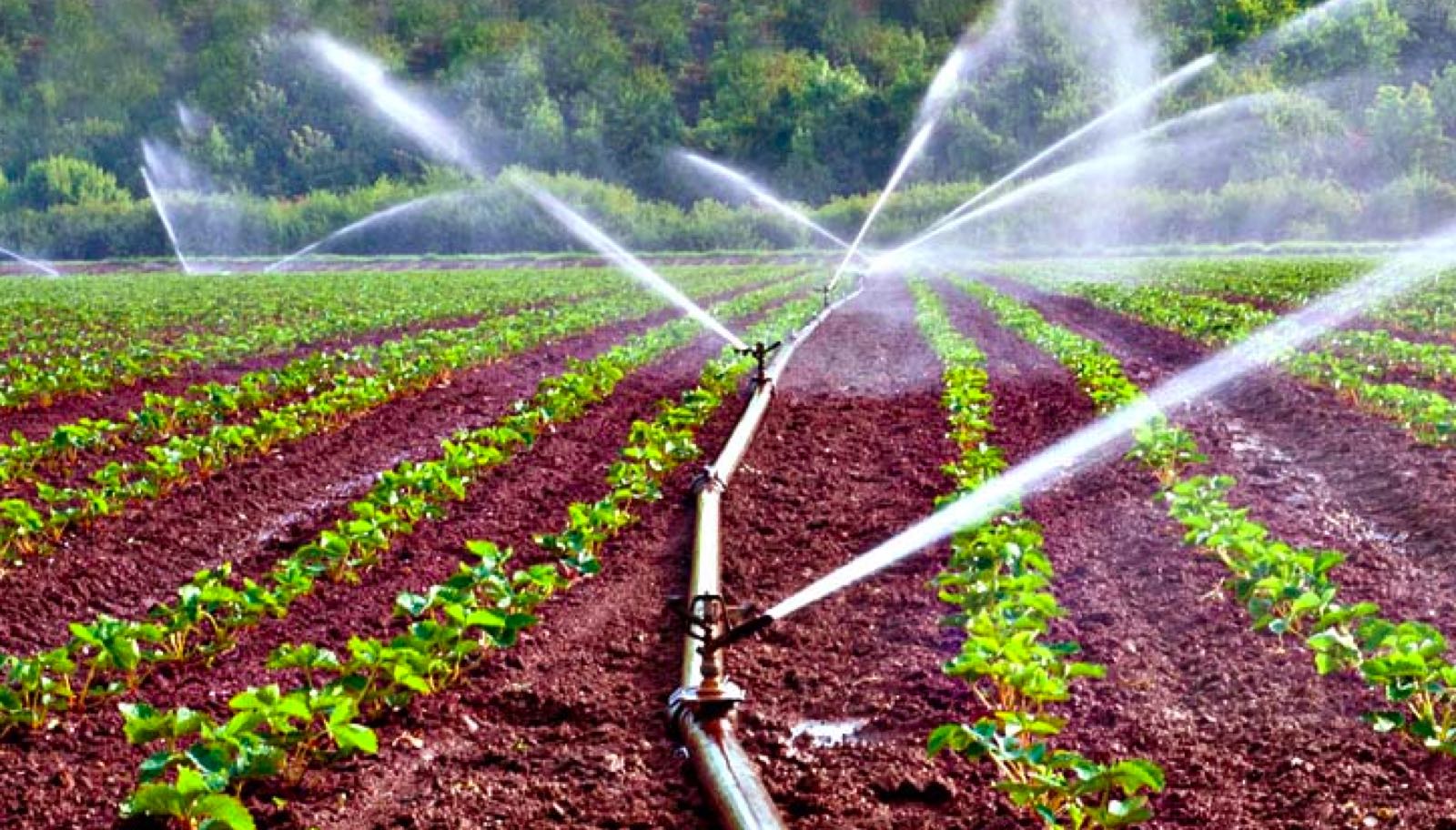 Guide Complet de l'Irrigation de Précision en Agriculture Africaine