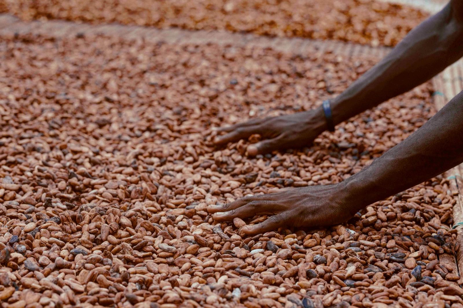 Agriculture climato-intelligente : s'adapter au changement en Côte d'Ivoire