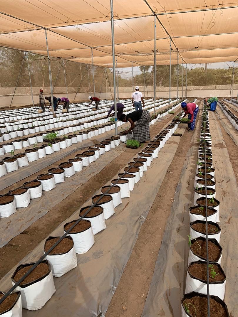 NGO UN-FAO NETHOUSE Project