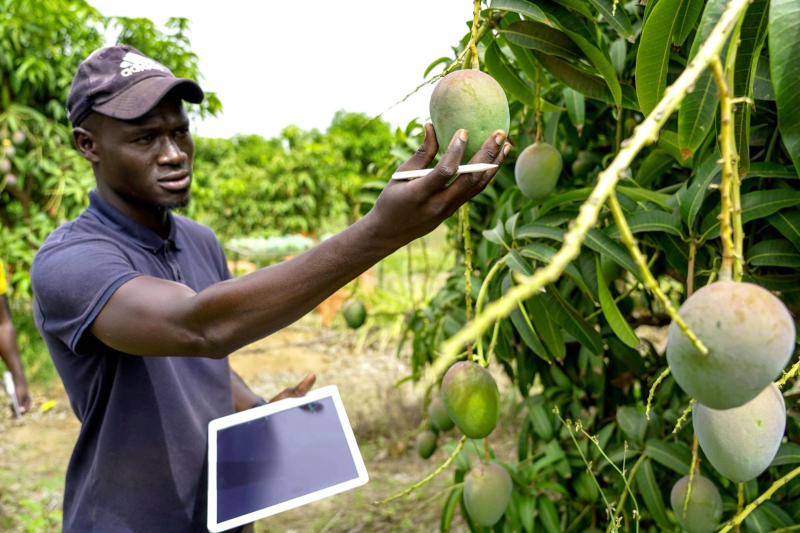Comment les outils numériques transforment l'agriculture ivoirienne