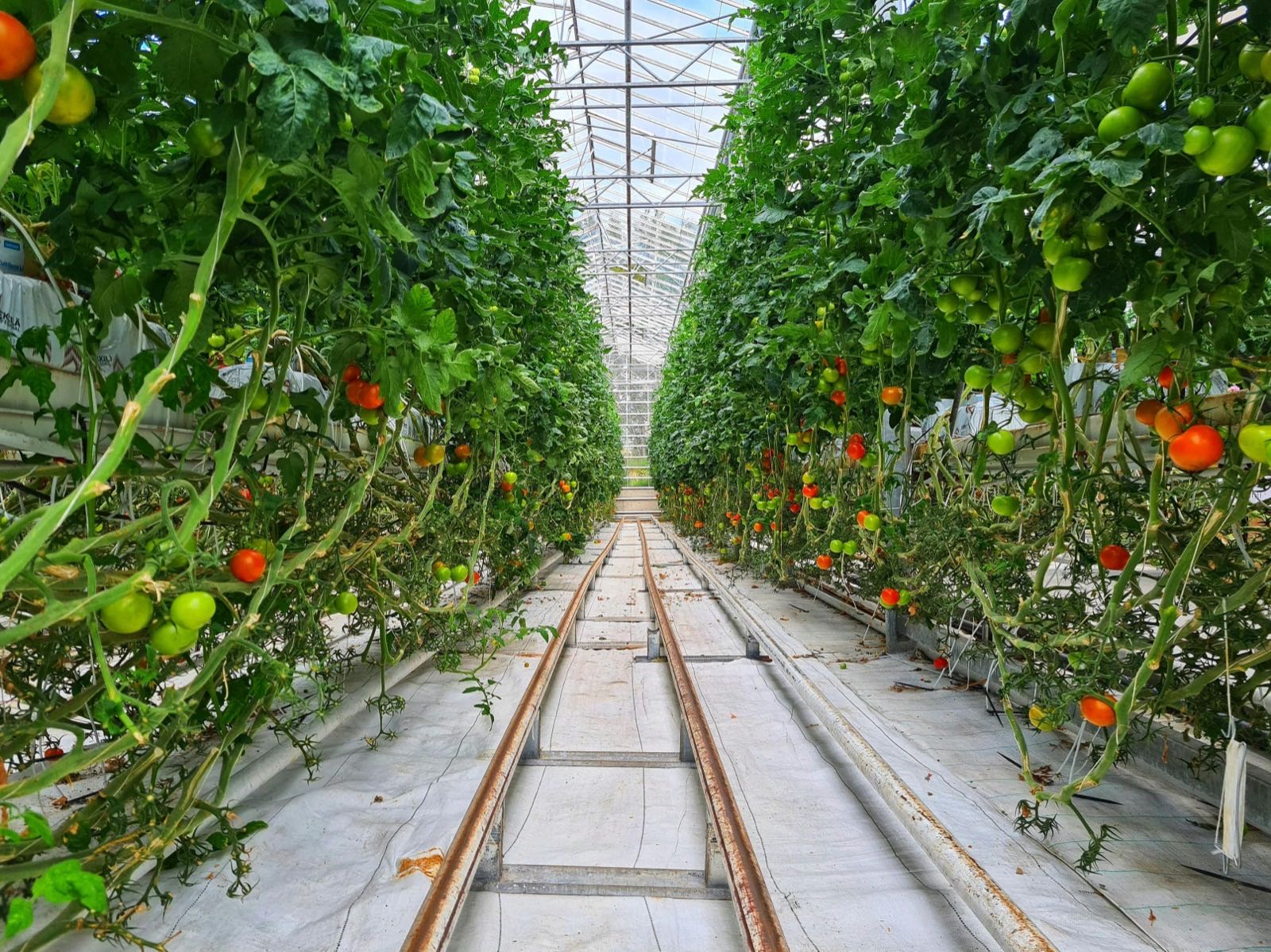 Pourquoi la culture sous serre moderne est l'avenir de l'agriculture ivoirienne