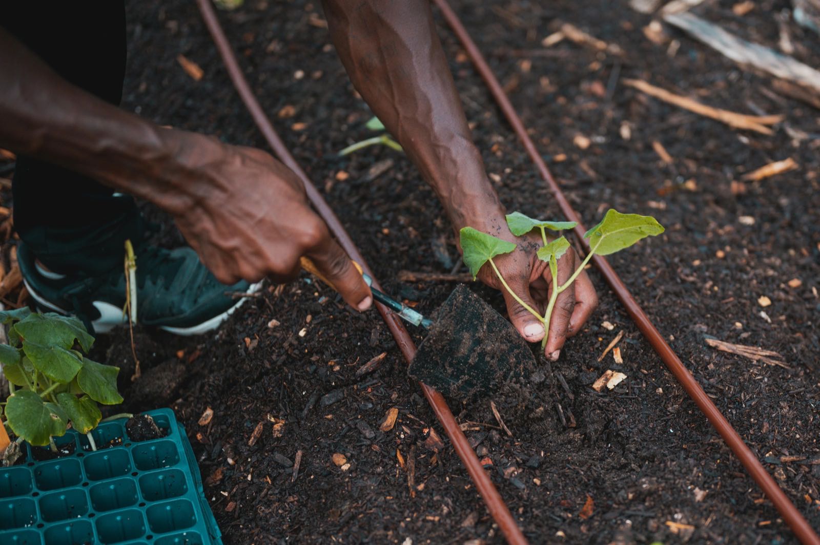 L'importance de la santé des sols dans l'agriculture ivoirienne