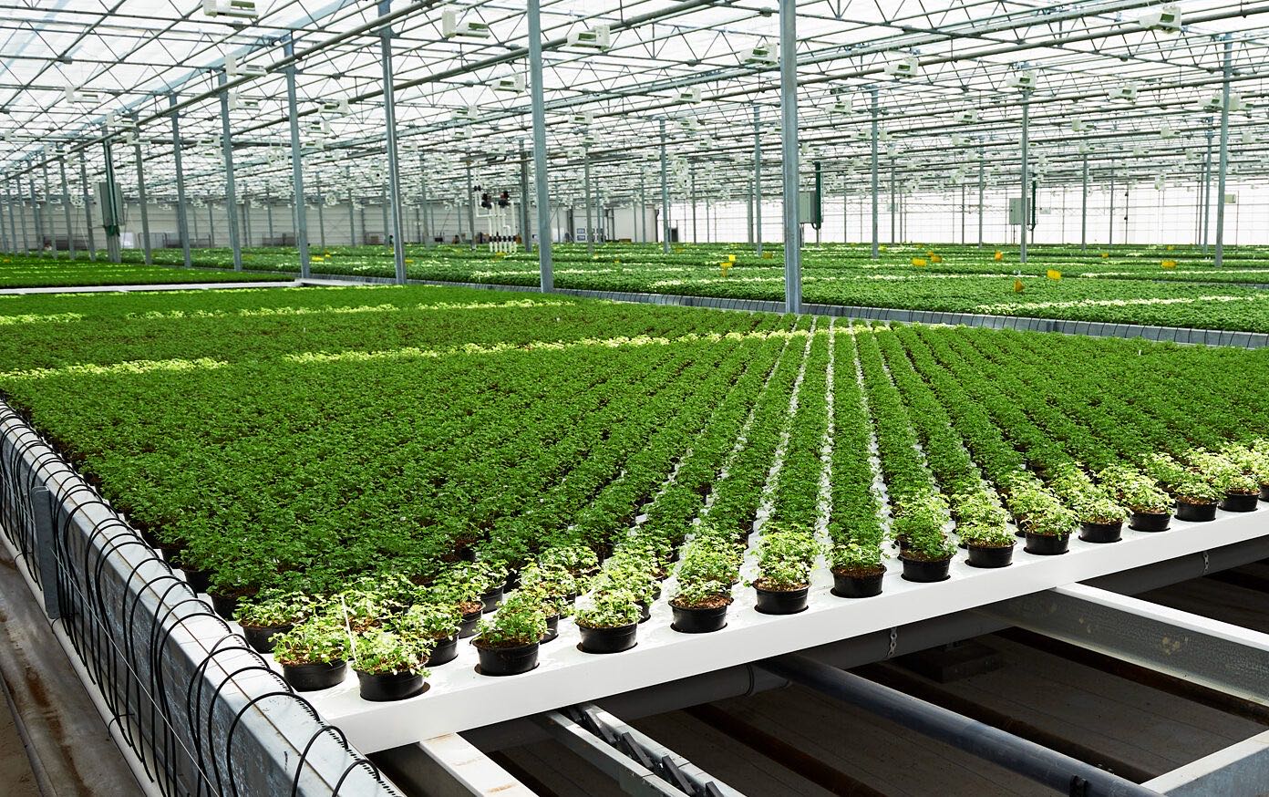 Arbre Bio Premium Greenhouse