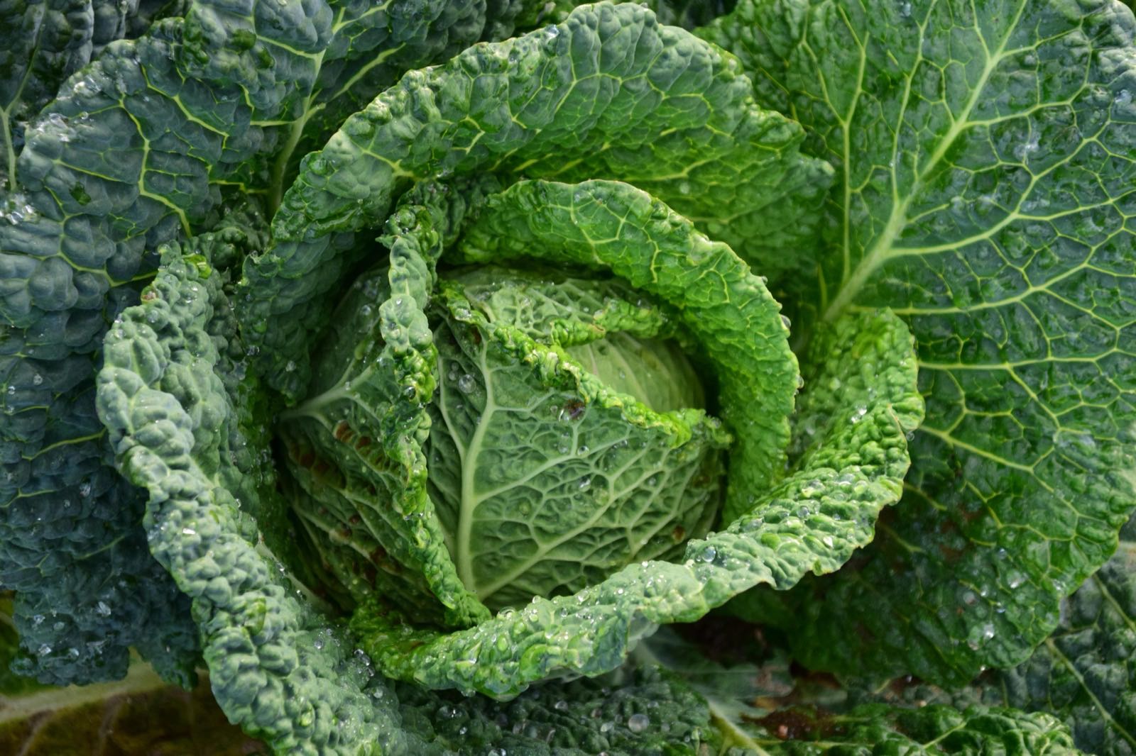Modern Agriculture